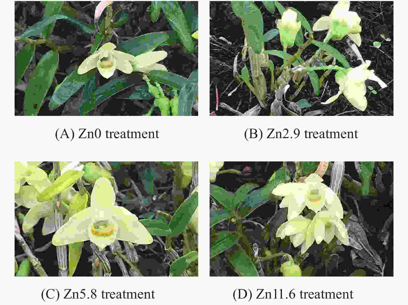 Determination of volatile oil and nonvolatile organic compounds contents and ultrastructure